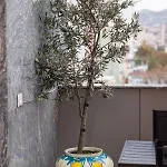 Terra'vista *